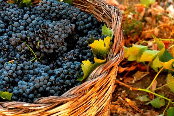Виноград монтепульчано: описание сорта, характеристики и особенности -читайте на Winestyle.ru