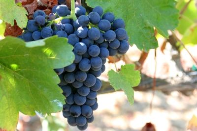 Виноград Сира — Шираз: география, история особенности сорта Shiraz/Syrah -читайте на Winestyle.ru