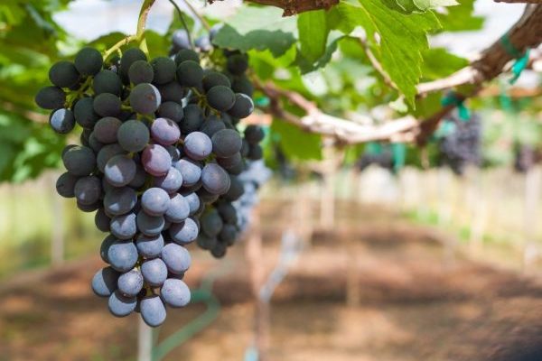 Лучшие российские сорта винограда - читайте на Winestyle.ru