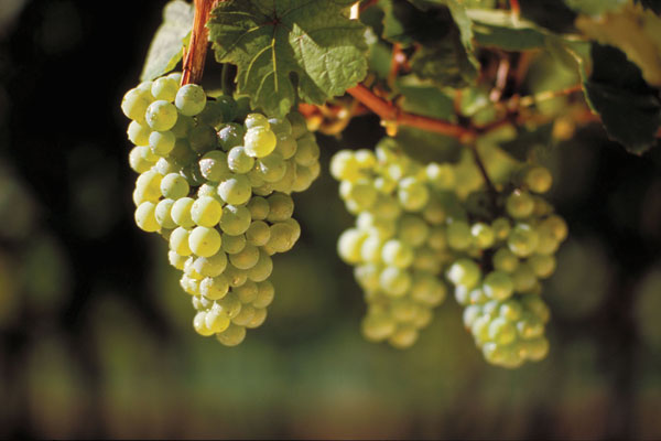Что такое вино рислинг - читайте на Winestyle.ru