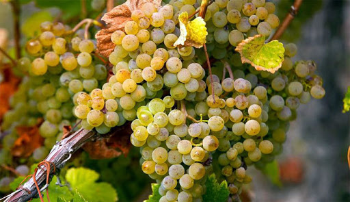 Белые вина Италии — сорта винограда - читайте на Winestyle.ru